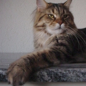 Photo de Maine coon