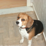 Photo de Beagle