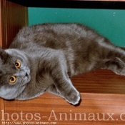 Photo de Chartreux