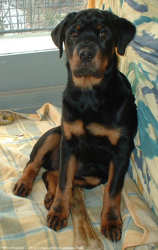 Photo de Rottweiler