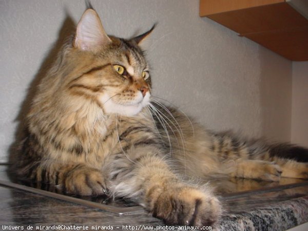 Photo de Maine coon