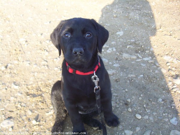 Photo de Labrador retriever