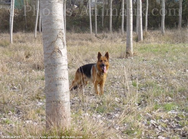 Photo de Berger allemand  poil court