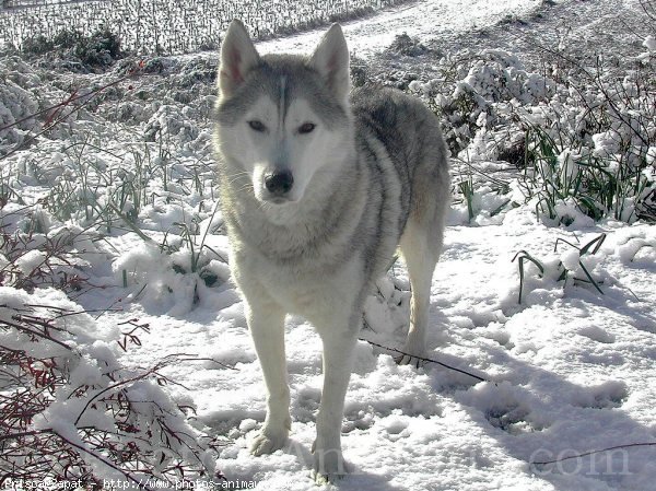 Photo de Husky siberien