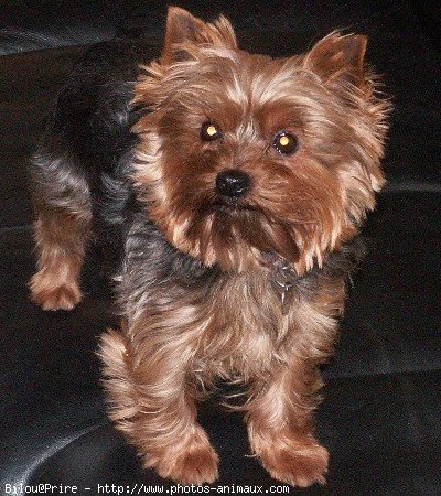 Photo de Yorkshire terrier