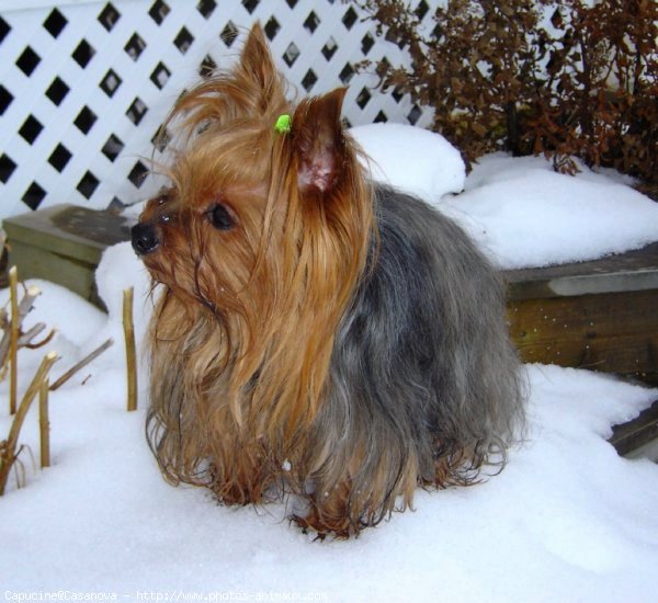 Photo de Yorkshire terrier