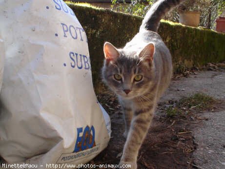 Photo de Chat domestique