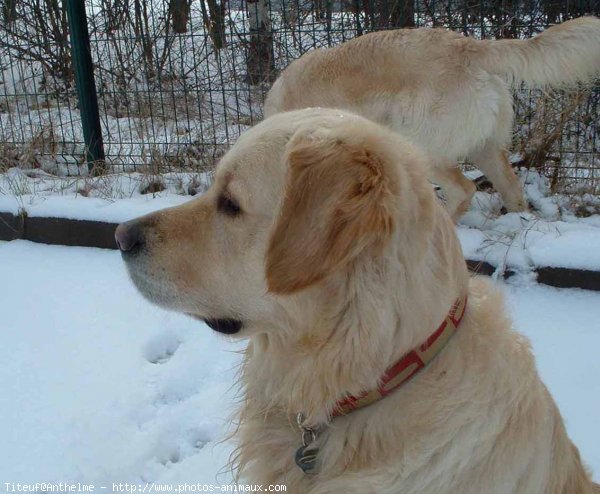 Photo de Golden retriever