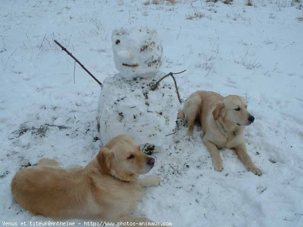 Photo de Golden retriever