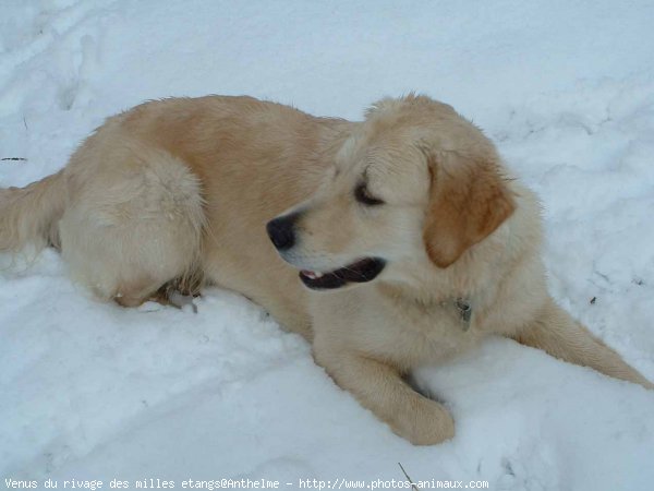 Photo de Golden retriever