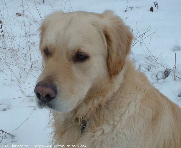 Photo de Golden retriever