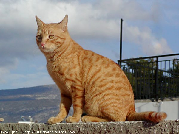 Photo de Chat domestique