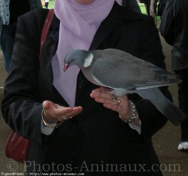 Photo de Pigeon