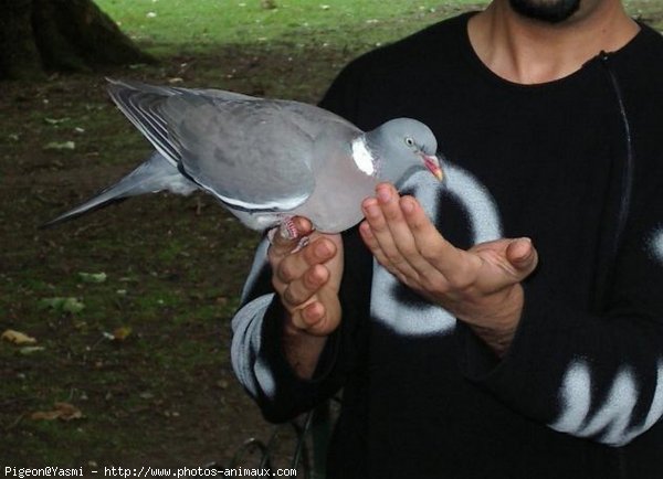 Photo de Pigeon