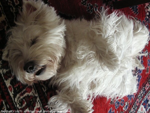 Photo de West highland white terrier