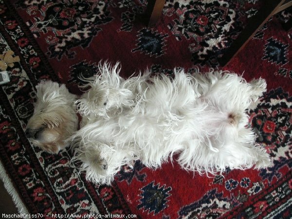 Photo de West highland white terrier