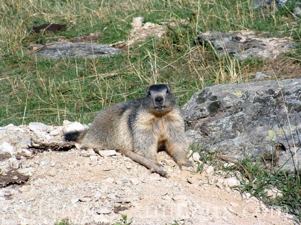 Photo de Marmotte