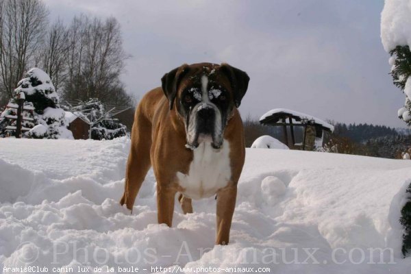 Photo de Boxer