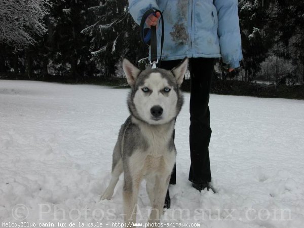 Photo de Husky siberien