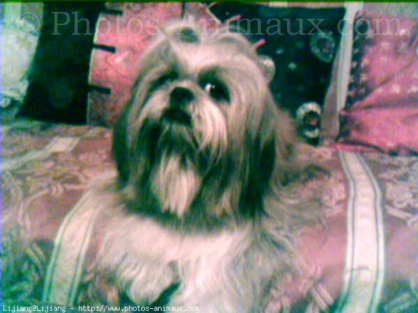 Photo de Shih tzu