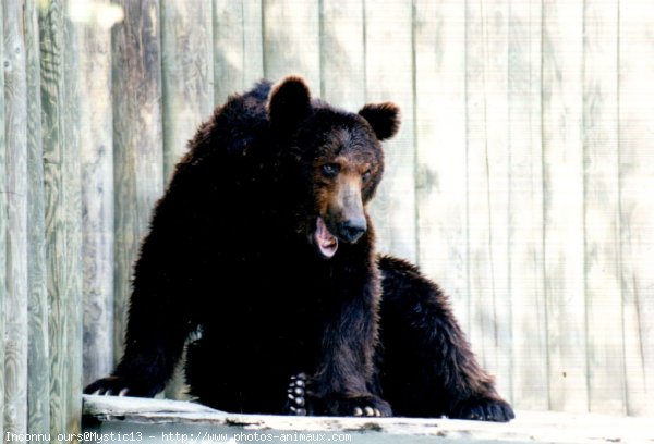 Photo d'Ours