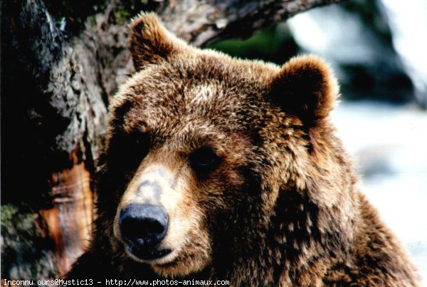 Photo d'Ours