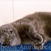 Photo de Chartreux