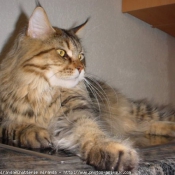 Photo de Maine coon