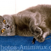 Photo de Chartreux