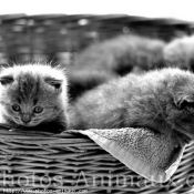 Photo de Chartreux