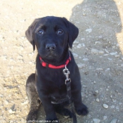 Photo de Labrador retriever