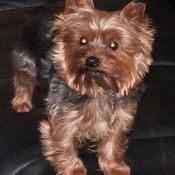 Photo de Yorkshire terrier