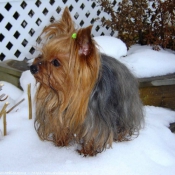 Photo de Yorkshire terrier