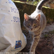 Photo de Chat domestique