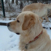 Photo de Golden retriever