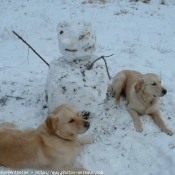 Photo de Golden retriever