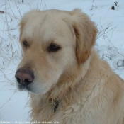 Photo de Golden retriever