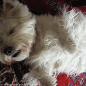 Photo de West highland white terrier