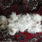 Photo de West highland white terrier