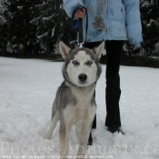 Photo de Husky siberien