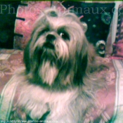 Photo de Shih tzu