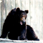 Photo d'Ours