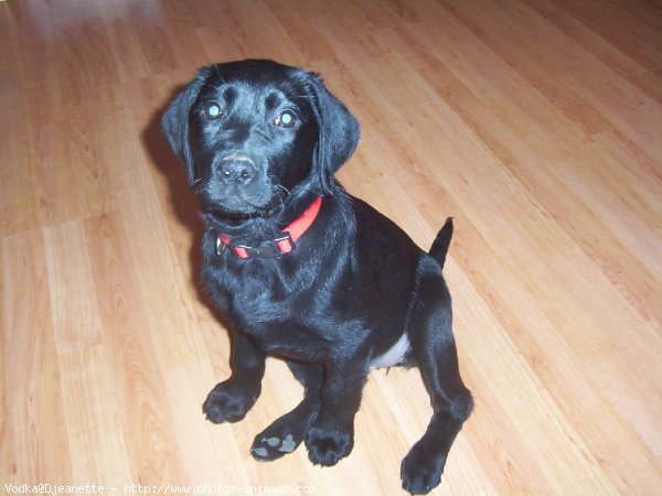 Photo de Labrador retriever