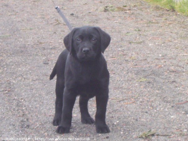 Photo de Labrador retriever