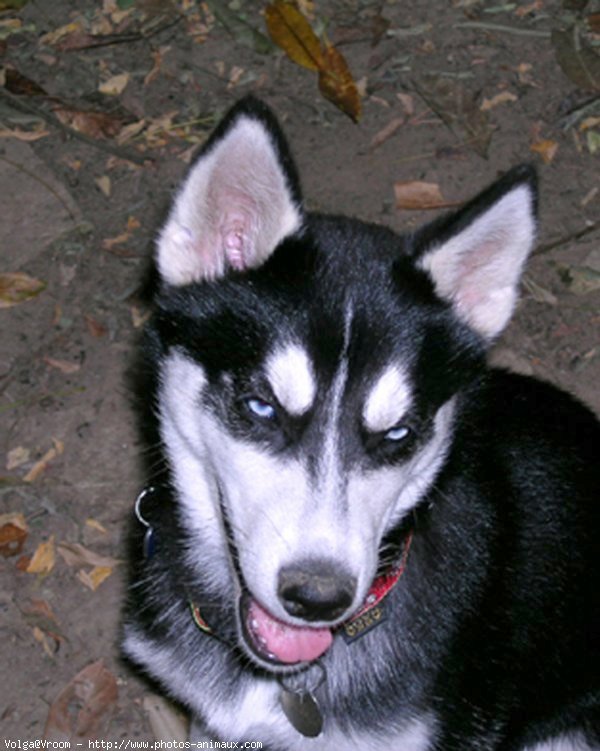 Photo de Husky siberien