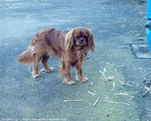 Photo de Cavalier king charles spaniel