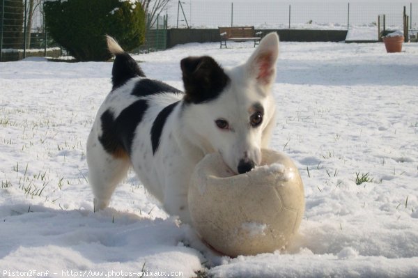 Photo de Jack russell terrier