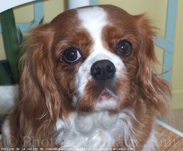 Photo de Cavalier king charles spaniel