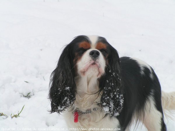 Photo de Cavalier king charles spaniel