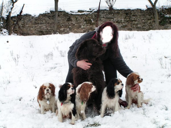 Photo de Cavalier king charles spaniel